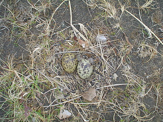 Image showing two eggs