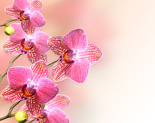 Image showing orchid flowers