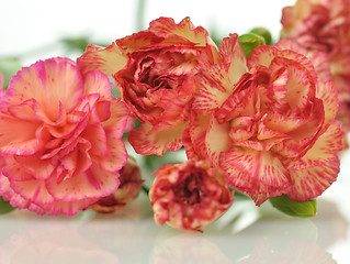 Image showing carnations