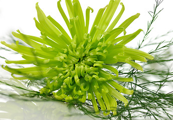 Image showing green flower