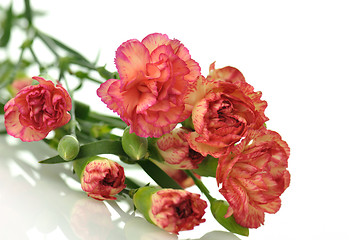 Image showing carnations