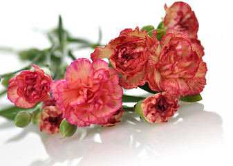 Image showing carnations