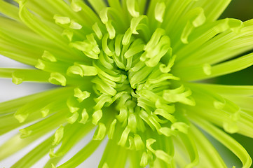 Image showing green flower