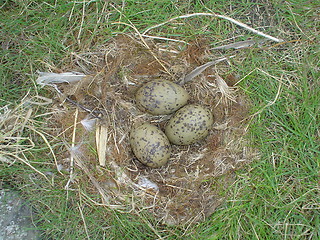 Image showing three eggs