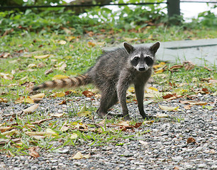 Image showing young raccoon posing in the middle of the jungle