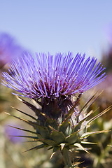 Image showing Thistle