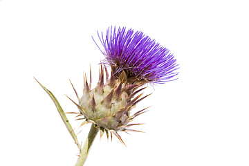 Image showing Thistle