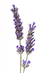 Image showing Lavander