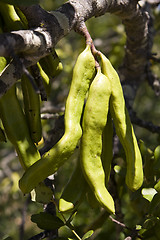 Image showing Carob pods