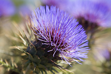 Image showing Thistle