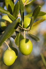 Image showing Olives