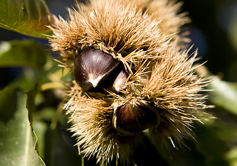 Image showing Chestnut