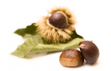 Image showing Chestnuts