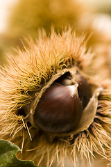 Image showing Chestnut