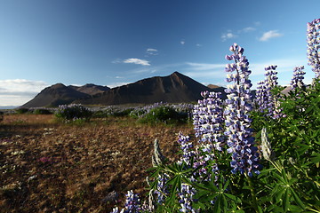 Image showing Flower of Iceland