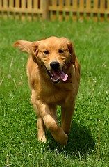 Image showing Running dog
