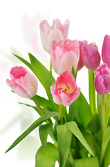 Image showing tulips