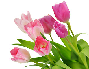 Image showing tulips