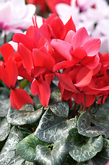 Image showing cyclamen flowers