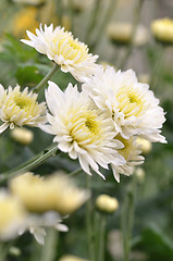 Image showing daisy flowers