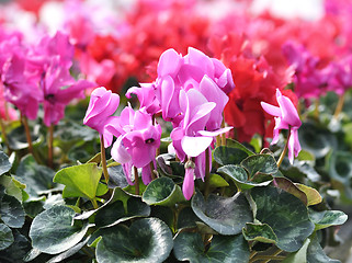 Image showing cyclamen flowers