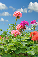 Image showing geranium