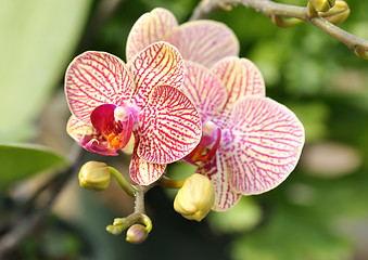 Image showing orchid flower