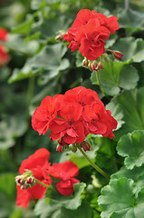 Image showing geranium