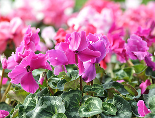 Image showing cyclamen flowers