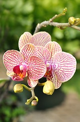 Image showing orchid flower