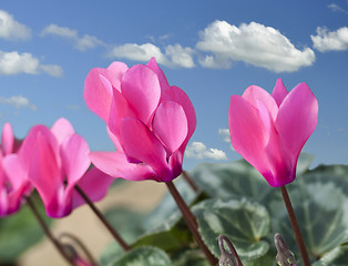 Image showing cyclamen flowers