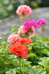 Image showing geranium