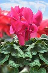 Image showing Red cyclamen