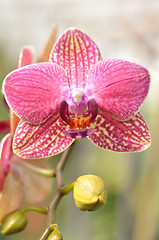 Image showing orchid flower