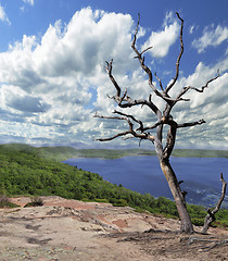 Image showing dry tree