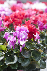 Image showing  cyclamen flowers