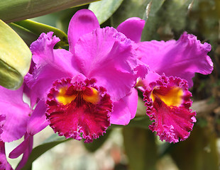 Image showing tropical flowers