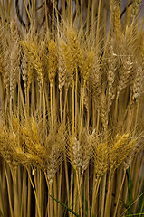 Image showing Wheat ears 