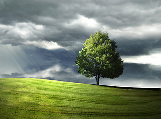 Image showing Single tree on the hill 