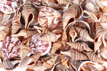 Image showing  seashells 