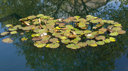 Image showing Waterlily