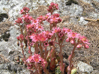 Image showing Sempervivum