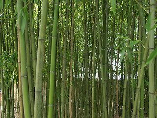 Image showing Bamboo picture