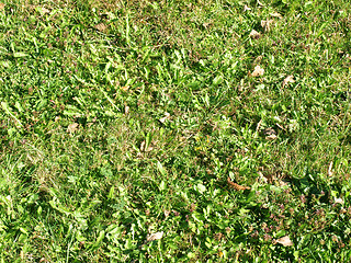 Image showing Grass meadow