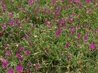 Image showing Flowers