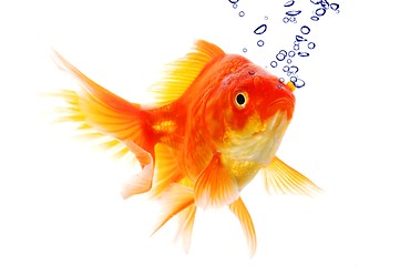 Image showing goldfish