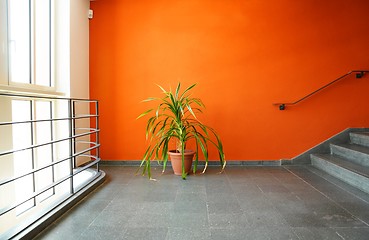 Image showing plant in pot on a orange wall