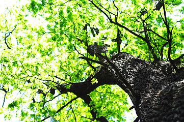 Image showing trees in the woods