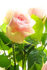 Image showing bright pink roses