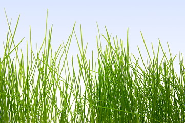 Image showing grass